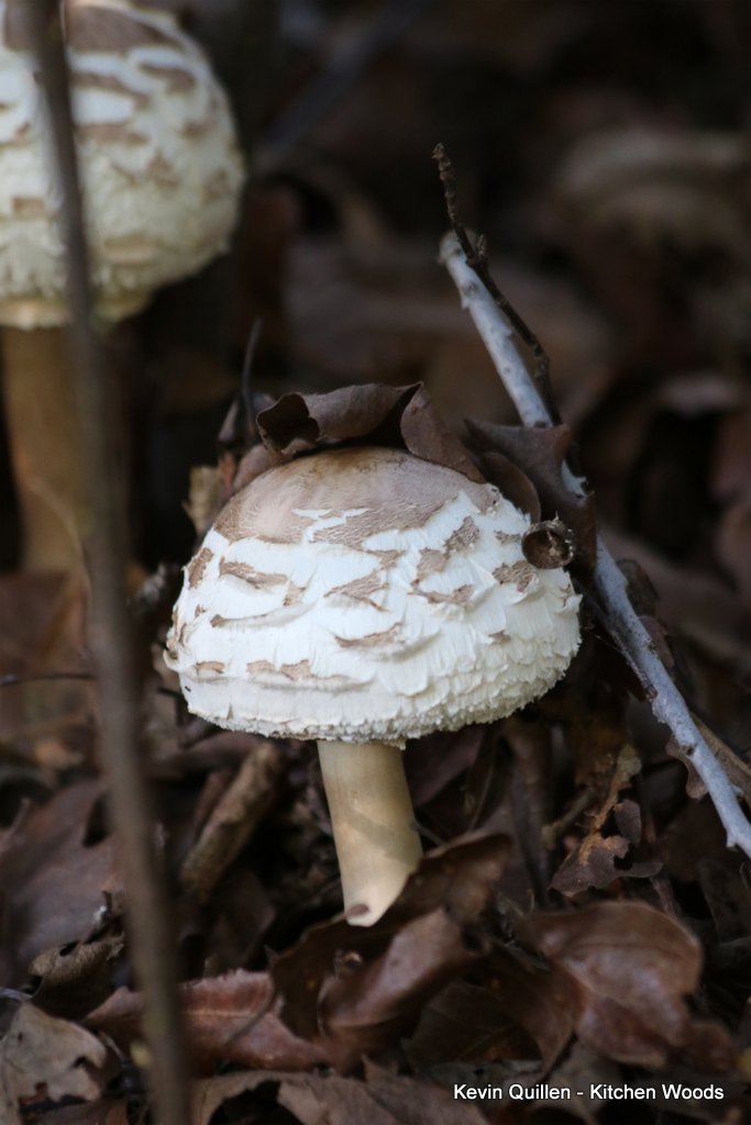 White Mushrooms - #2